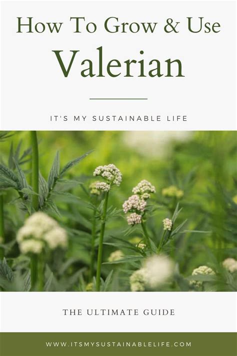 avalerian|valerian how to grow.